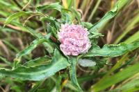 Rhopalomyia ptarmicae