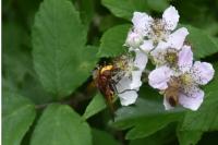 Volucella zonaria