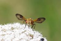 Ectophasia crassipennis
