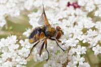 Ectophasia crassipennis