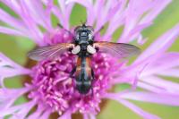 Cylindromyia interrupta