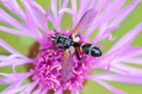 Cylindromyia interrupta