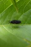 Sciara