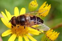 Eristalis pertinax