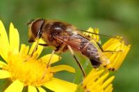 Eristalis pertinax