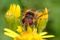 Eristalis pertinax