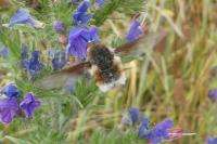 Bombylius cruciatus