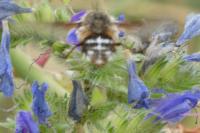 Bombylius cruciatus