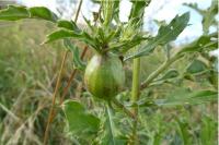 Urophora cardui