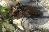Dasypogon diadema