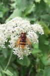 Volucella zonaria