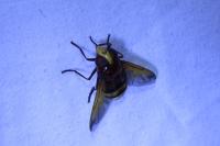 Volucella zonaria
