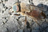 Tabanus