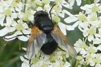 Mesembrina meridiana