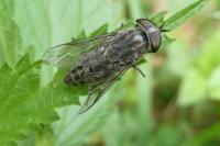 Tabanus
