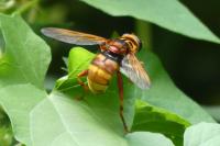 Milesia crabroniformis