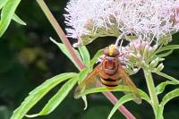 Volucella zonaria