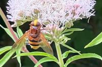 Volucella zonaria