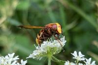 Volucella zonaria