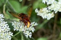 Volucella zonaria