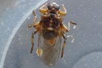 Hippobosca equina