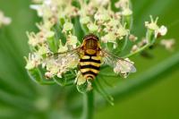 Syrphus ribesii