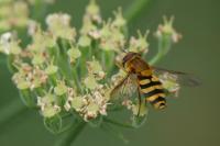 Syrphus ribesii