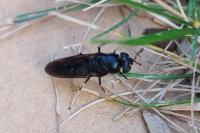 Hermetia illucens