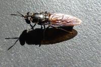 Hermetia illucens