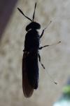 Hermetia illucens