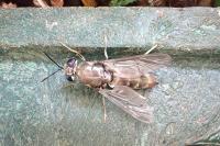 Hermetia illucens