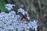Ectophasia crassipennis