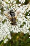 Eristalis