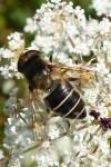 Eristalis