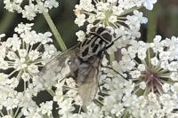Graphomya maculata