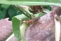 Tetanocera ferruginea