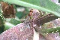Tetanocera ferruginea