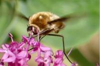 Bombylius cruciatus