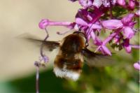 Bombylius cruciatus
