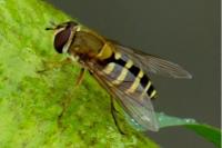 Syrphus ribesii