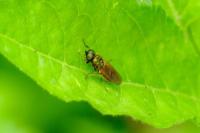 Chloromyia formosa