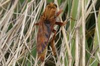 Asilus crabroniformis