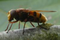 Volucella zonaria