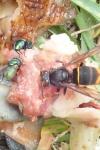 Lucilia sericata