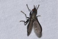 Coremacera marginata