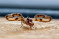 Toxoneura muliebris