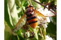 Volucella zonaria