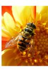 Myathropa florea