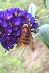 Volucella zonaria