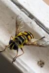 Myathropa florea